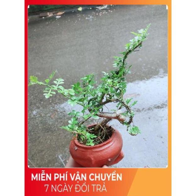 Chậu Cây Cần Thăng