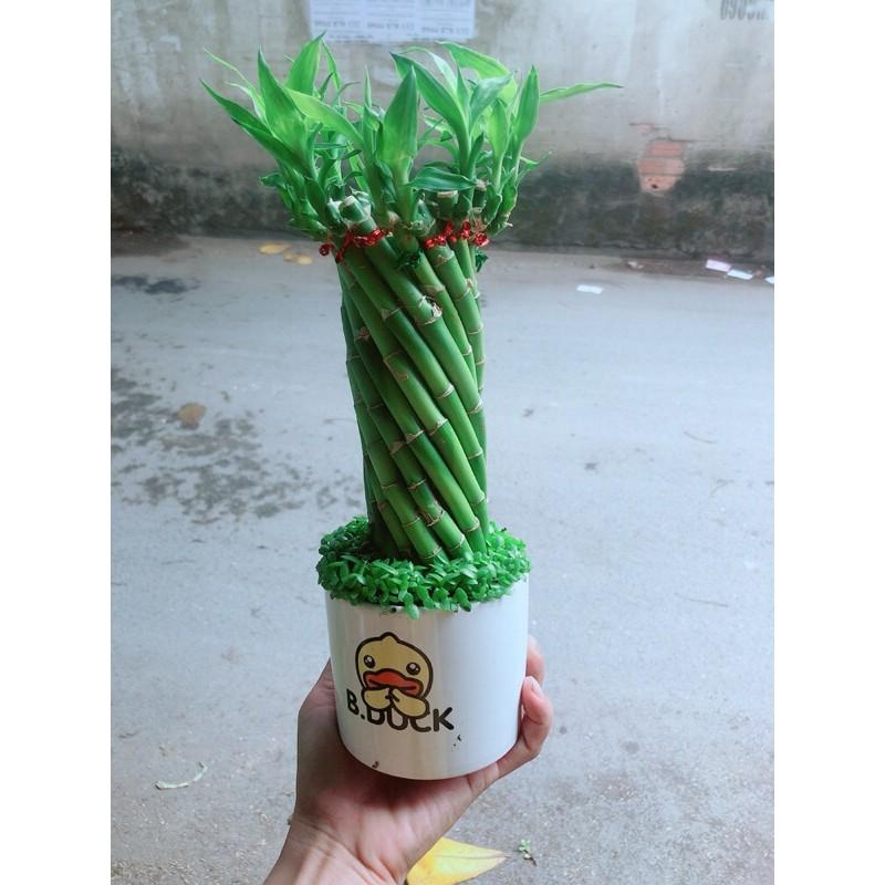 Chậu Trúc Phát Tài