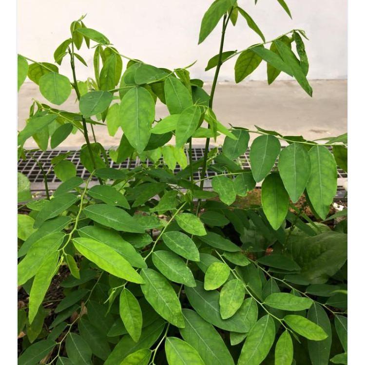 COMBO 3 gói hạt giống rau ngót