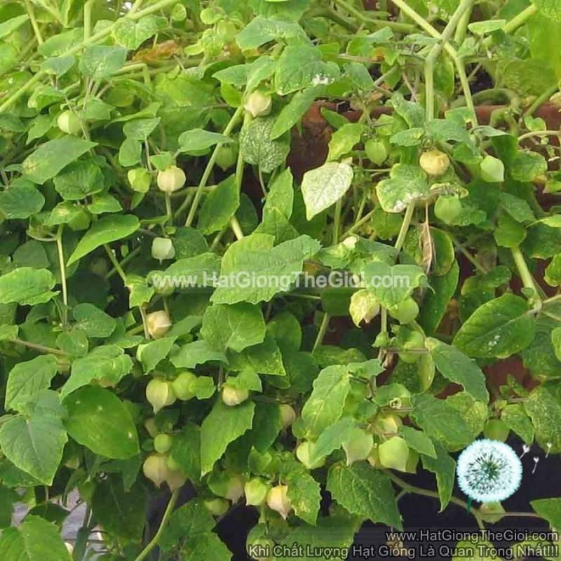 50h Hạt Giống Thù Lù 30cm Trồng Chậu Vị Dứa Vàng
