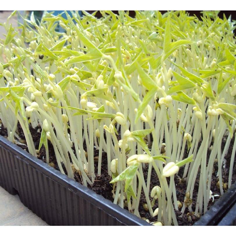Hạt Giống Mầm Đậu Xanh -1Kg