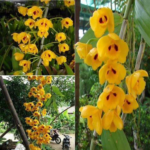 1 bó lan phi điệp vàng rừng tây bắc siêu to, hoa siêu đẹp - 1blpdvrtb