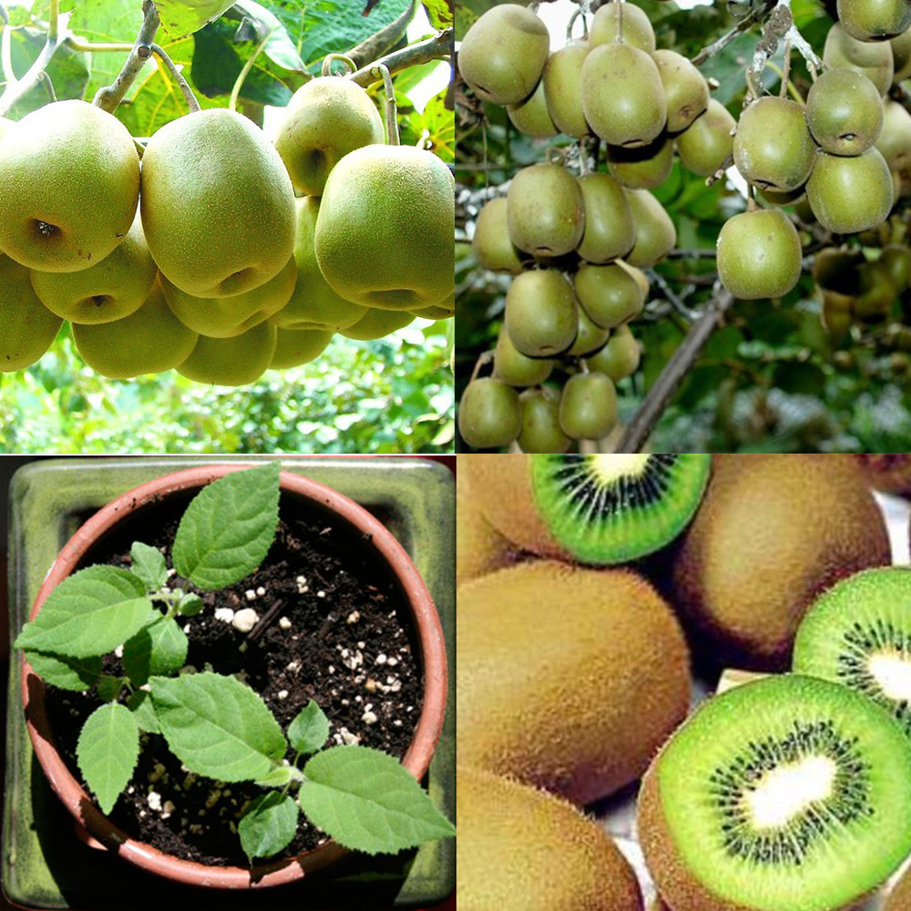 Bộ 1 gói Hạt giống kiwi 