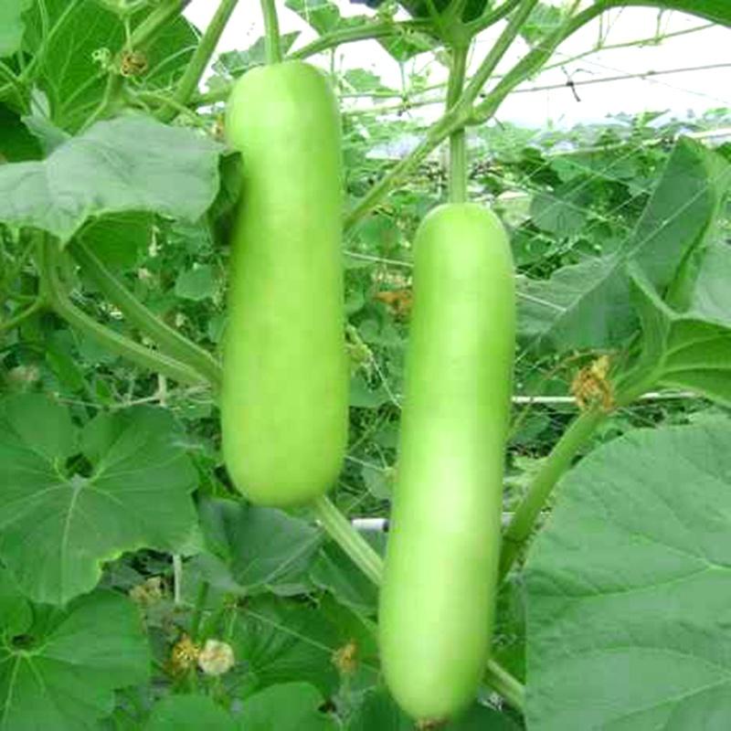 Combo 2 gói Hạt giống bầu lai siêu quả F1-gói 10 hạt/tặng kèm gói phân bón lót