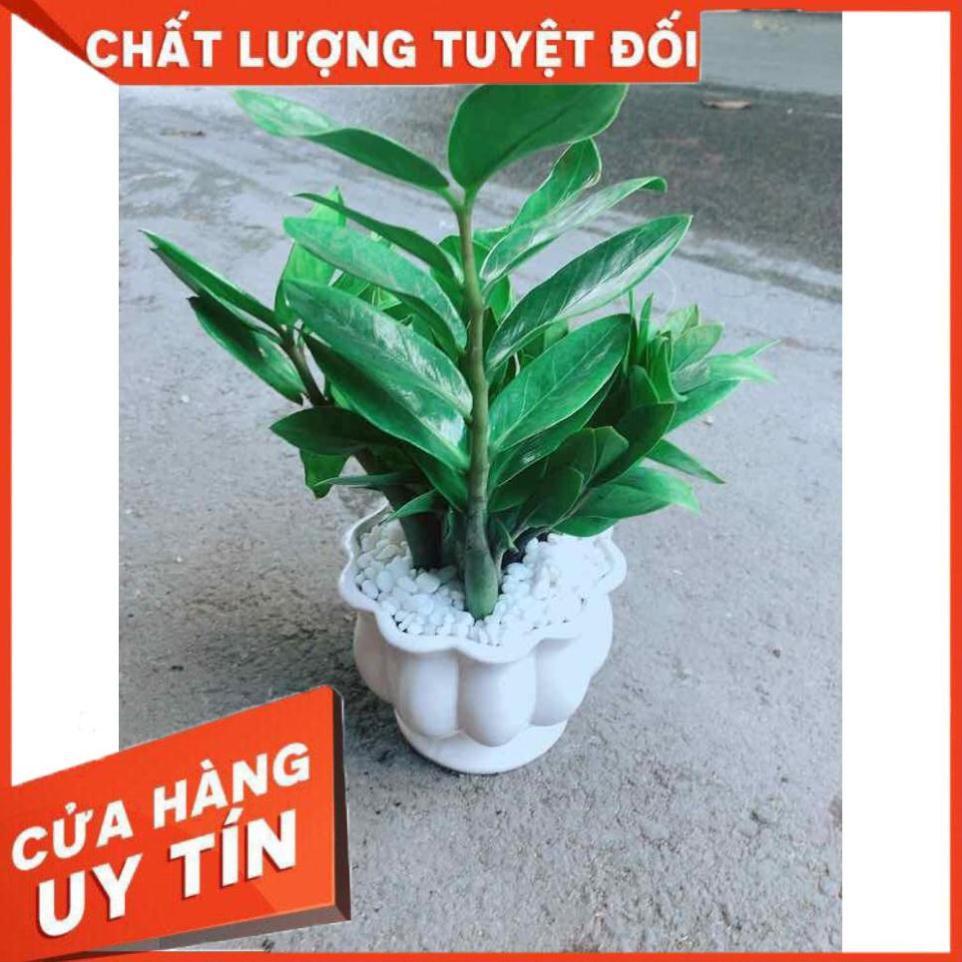 Chậu Kim Tiền Nhiều Người Mua