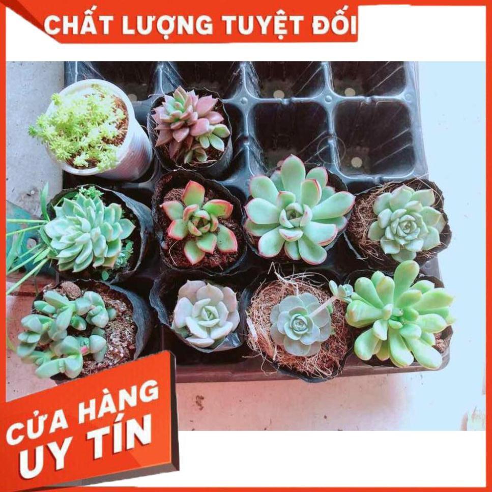 Combo 10 cây sen đá Nhiều Người Mua