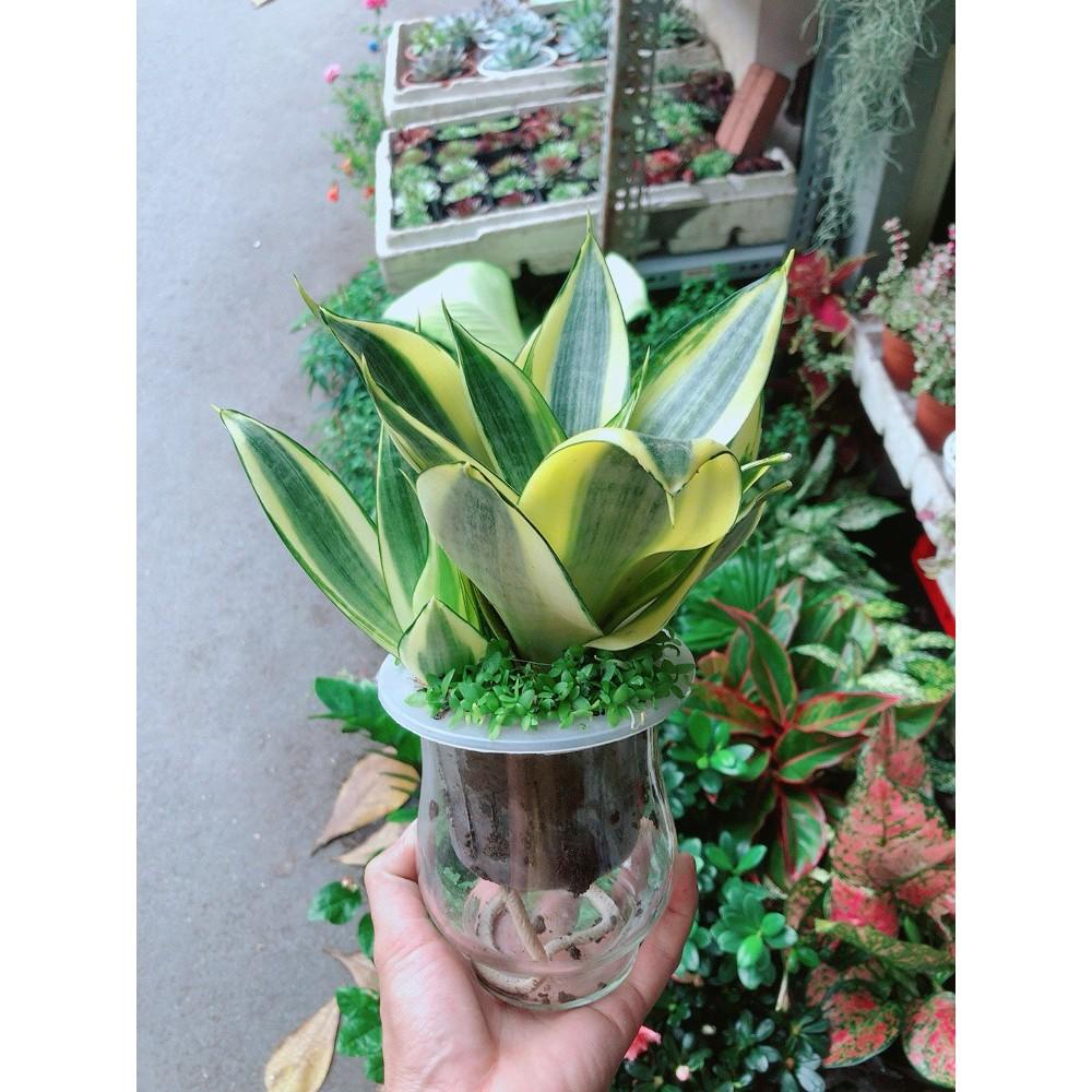 Chậu Lưỡi Hổ Thái Thủy Canh