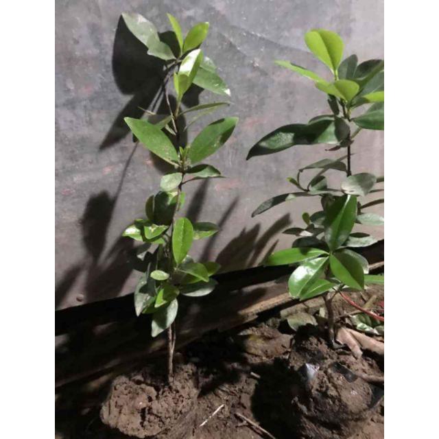 Cherry Brazil Nhiệt Đới Giống Chuẩn F1