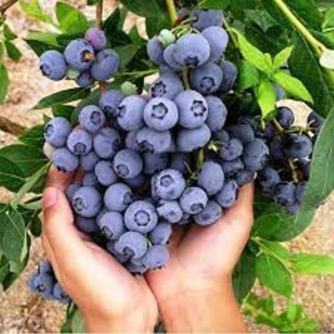 CÂY GIỐNG VIỆT QUẤT NHẬP KHẨU