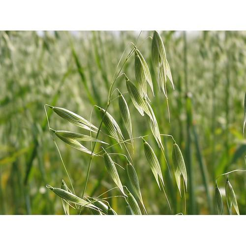 Yến Mạch 1kg – Hạt Giống Cỏ Chăn Nuôi Chịu Lạnh Tốt - Chăn Nuôi Gia Súc Lớn và có thể dùng nuôi mèo