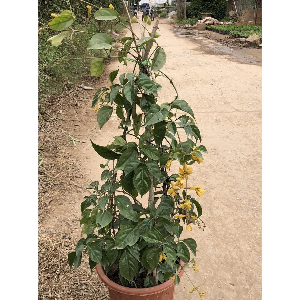 Cây lan hoàng dương ngọn leo 80cm, hoa nở bắt mắt ngọn dài khoẻ cây trưởng thành gốc to khoẻ hợp leo giàn