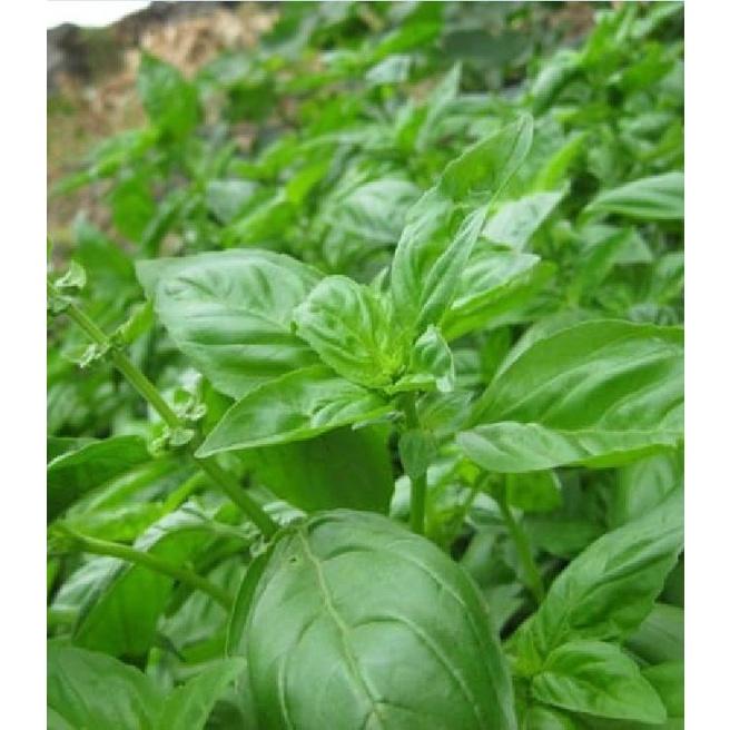 Hạt giống rau Húng tây dể trồng f1- gói 1gram--tặng kèm gói phân bón lót