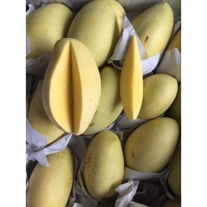 Cấy giống Xoài Keo CamPuchia. .