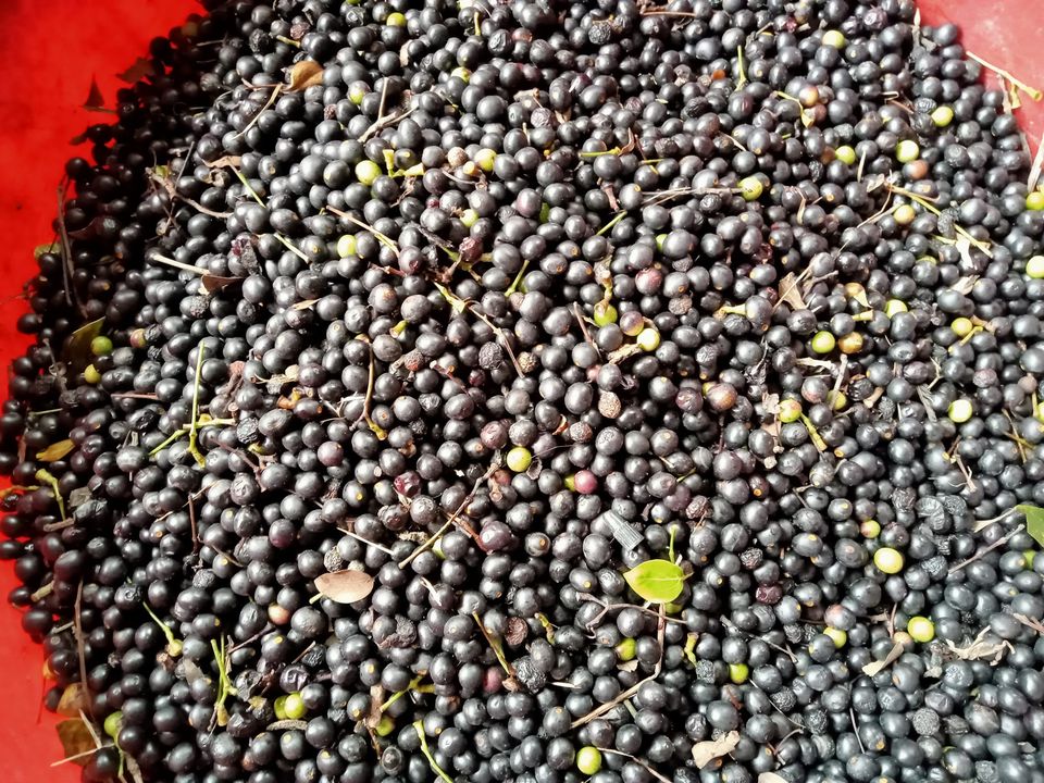 Hạt giống cây long não - 1kg