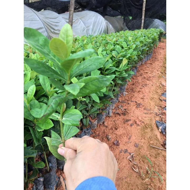 Cây giống Hoa mẫu ĐƠN VÀNG lá to