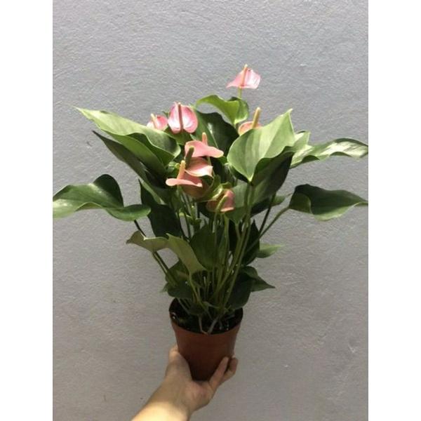 Cây Hồng Môn Để Bàn