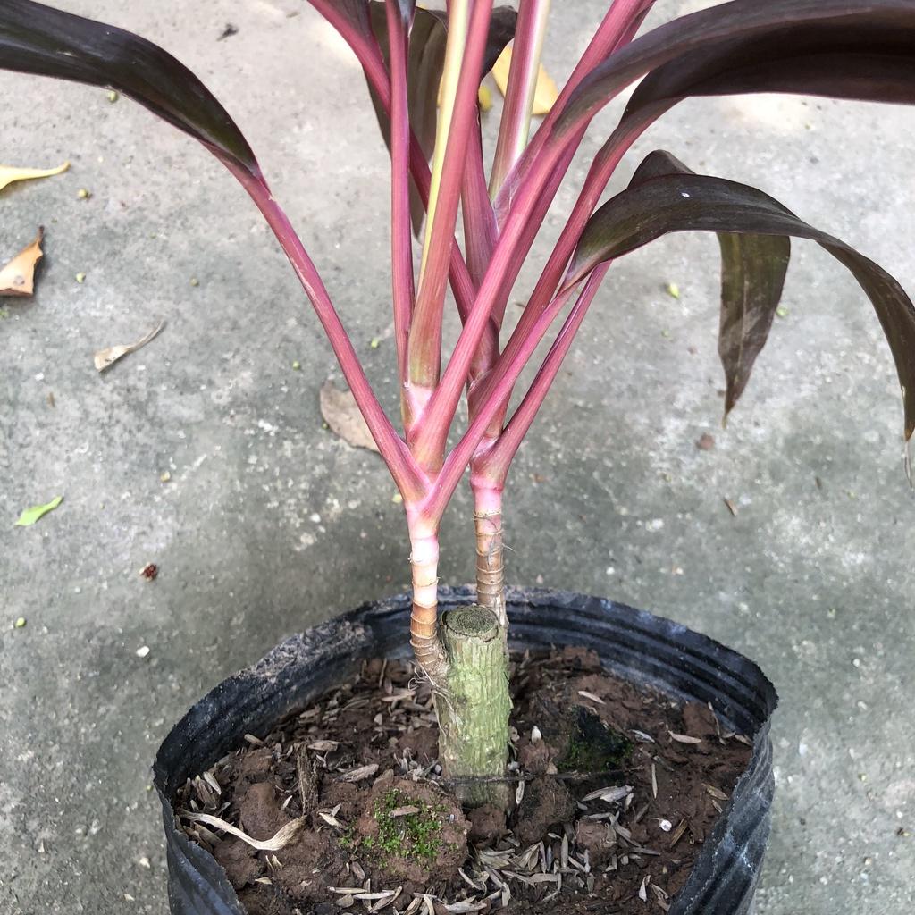 Cây huyết dụ thái lá to, chiều cao 25cm mang sắc đỏ thẫm của lá sức sống mãnh liệt thích hợp trang trí cảnh quan