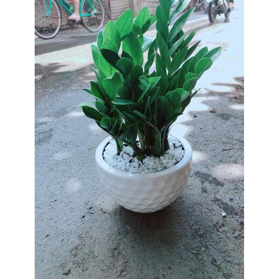 Chậu Kim Tiền Bán Chạy