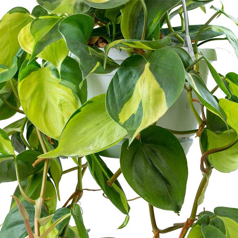 Cây Trầu bà lá tim chậu treo