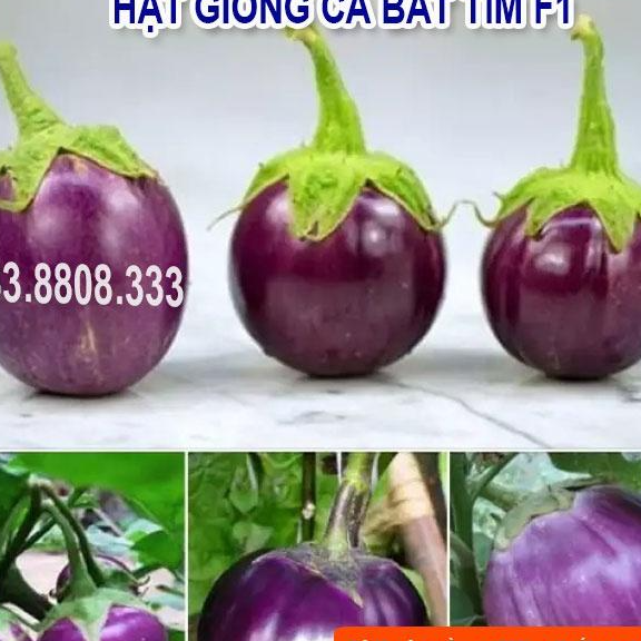 HẠT GIỐNG CÀ BÁT TÍM QUẢ TRÒN - CÀ DỄ TRỒNG TẠI NHÀ