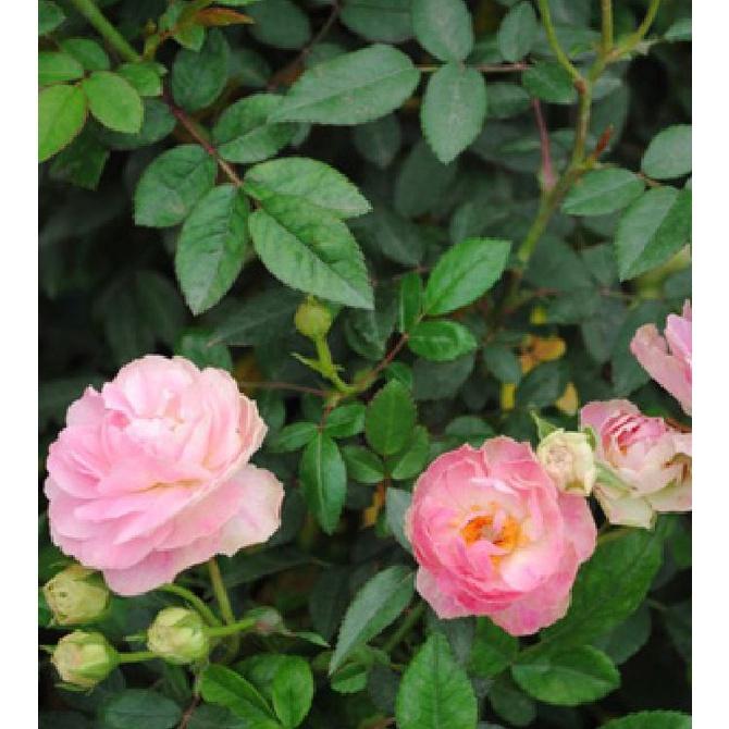 Hạt giống hoa hồng tỉ muội nhiều màu - Gói 20 hạt