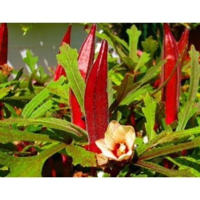 201A Hạt Giống Đậu Bắp Đỏ - Dễ Trồng, Năng Suất Cao