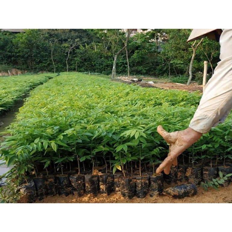 COMBO 10 CÂY SƯA ĐỎ