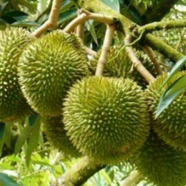 CÂY GIỐNG SẦU RIÊNG MONTHONG THÁI LAN