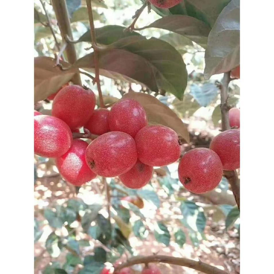 Sản phẩm CÂY NHÓT NGỌT MỸ