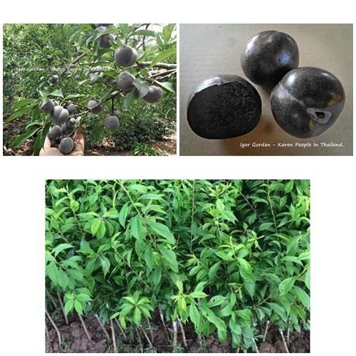 Cây giống MẬN đen Thái - cây giống nhập khẩu