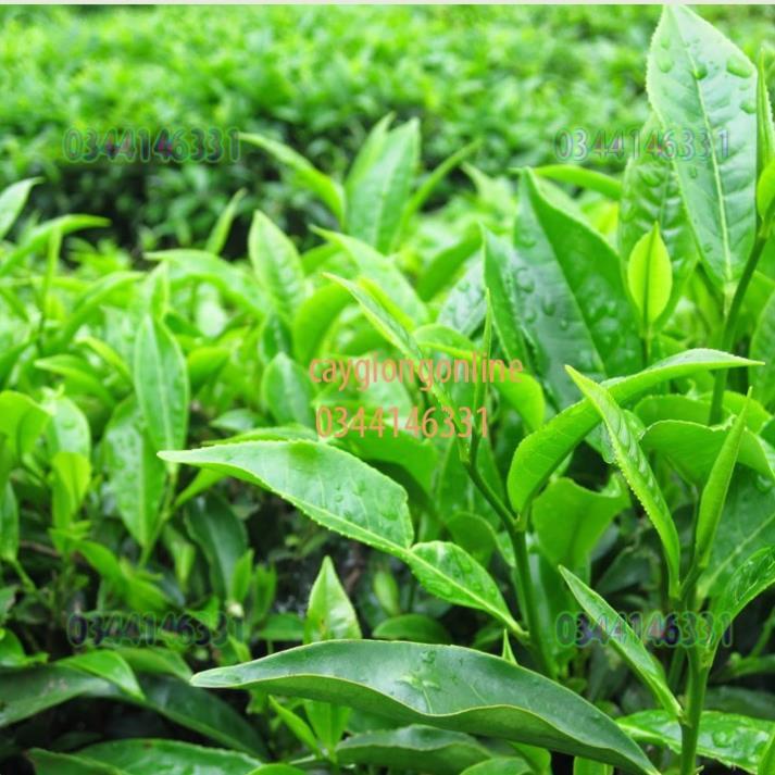 Combo 02 cây trà xanh