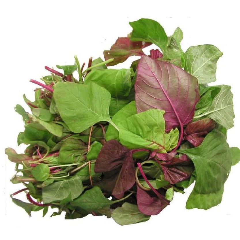 Hạt giống Dền khoang cao sản