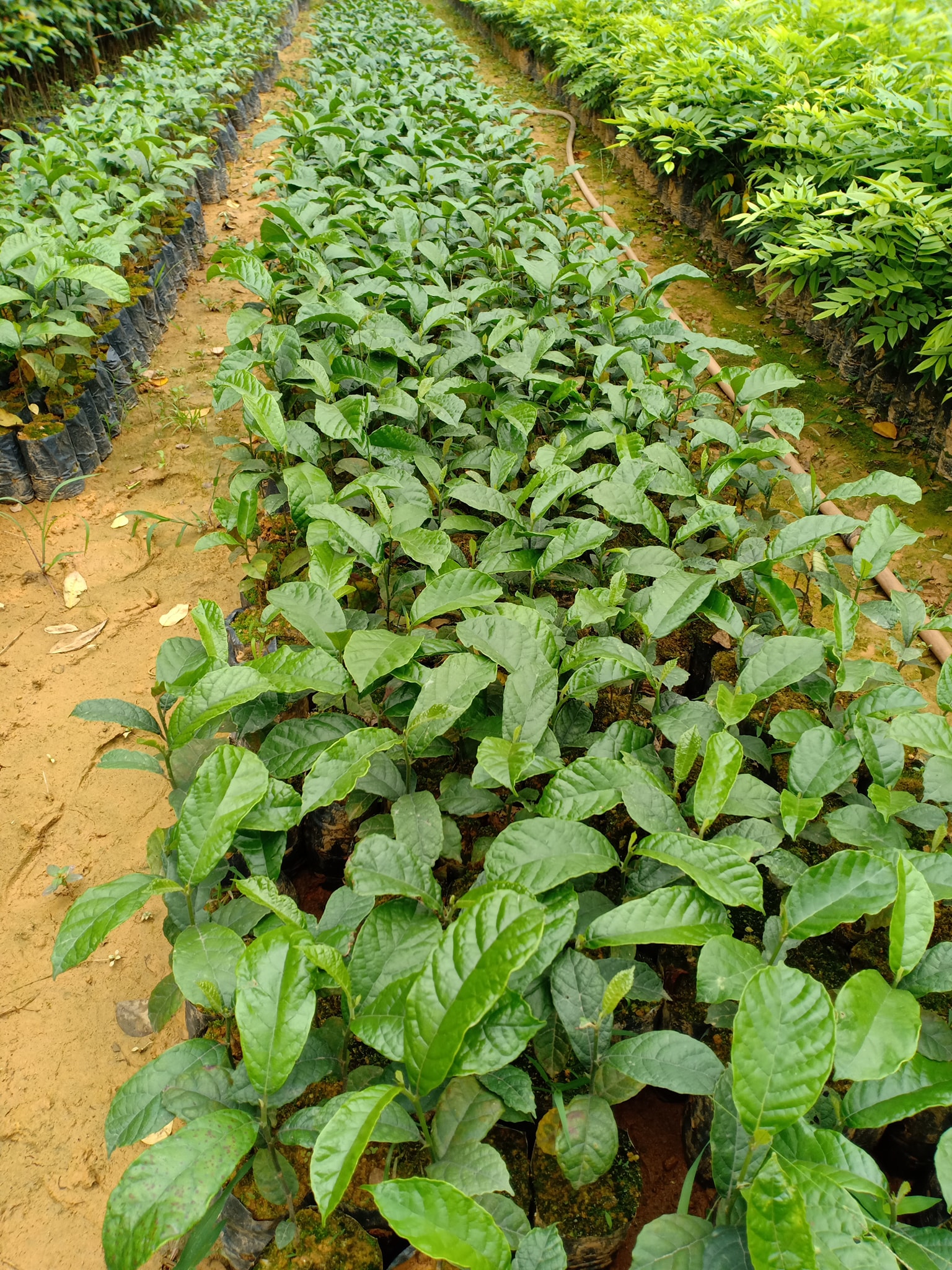 CÂY CHAY GIỐNG SIÊU QUẢ SIÊU NĂNG SUẤT