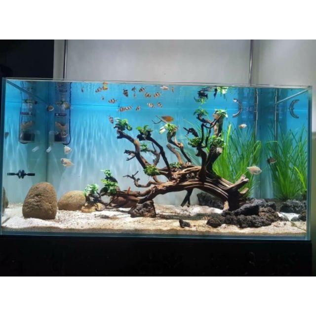 Tranh 3d dán bể cá trang trí bể cá nhiều kích thướt chọn lựa