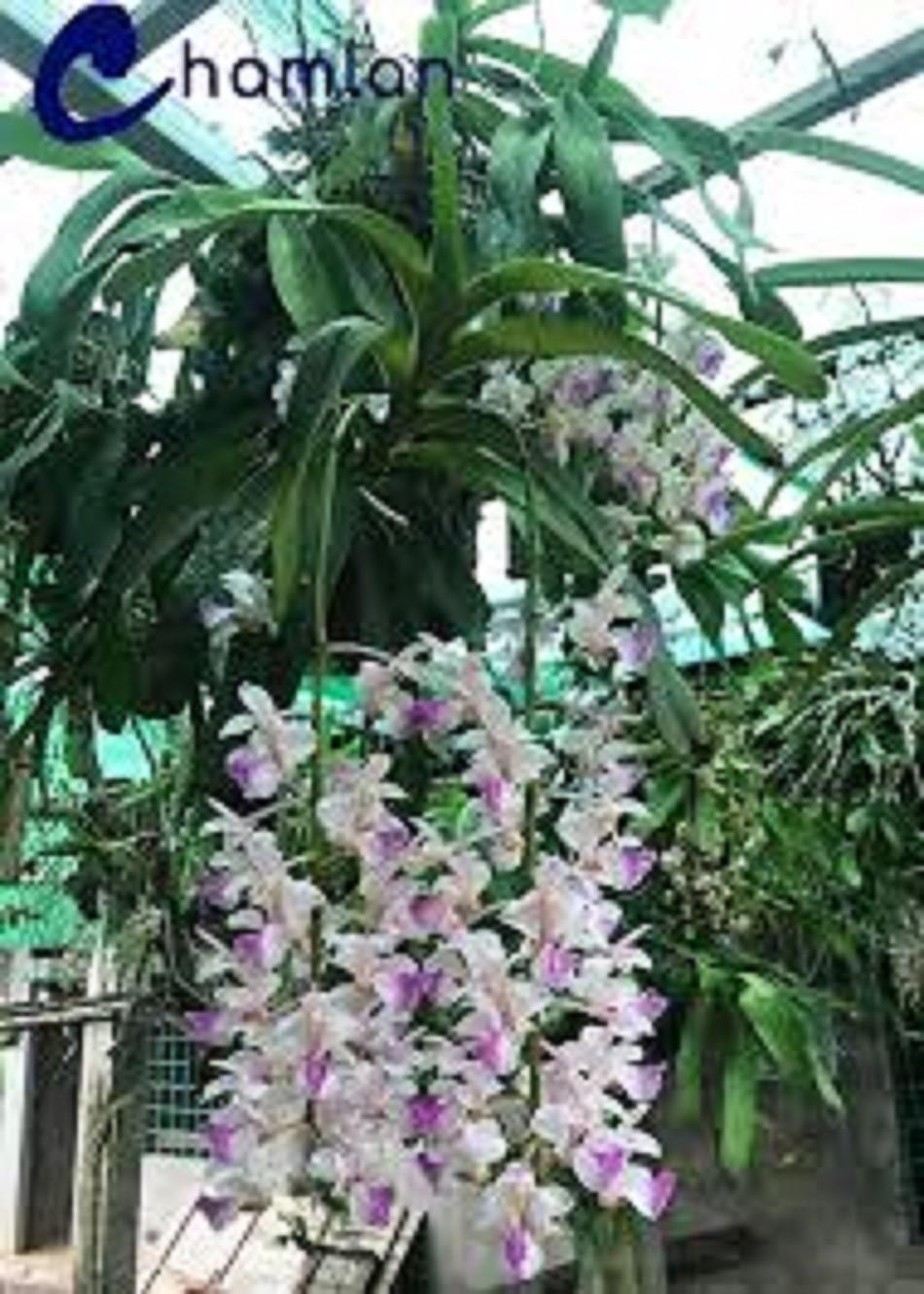 COMBO 2 CÂY lan giáng hương tam bảo sắc tuyệt đẹp