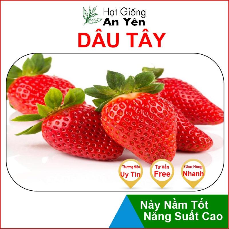 Hạt giống Dâu Tây Ngọt thu hoạch sớm, dễ trồng, nảy mầm cao, sinh trưởng khoẻ