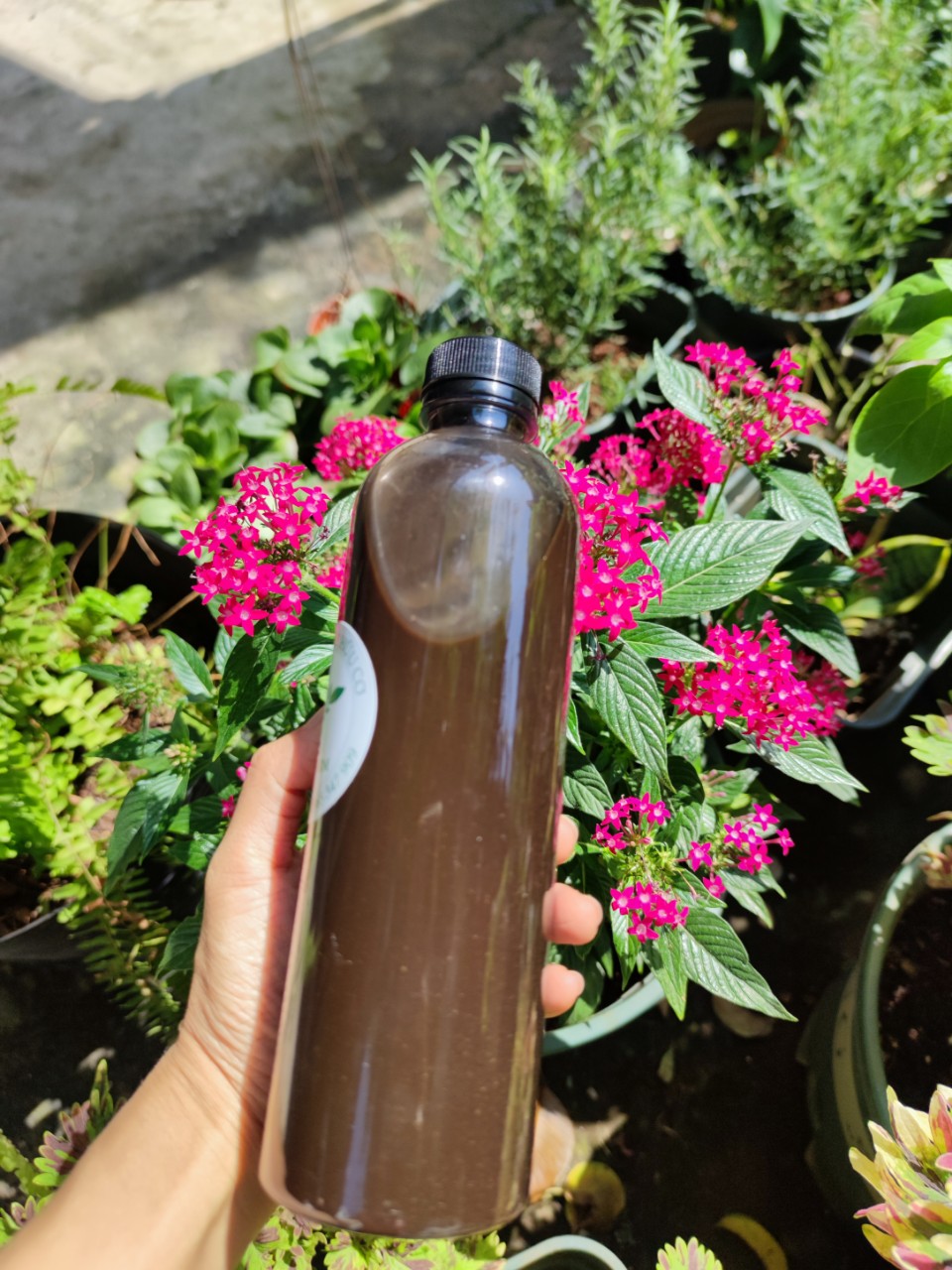 Chai 500ml - Phân bón cao cấp cho hoa hồng