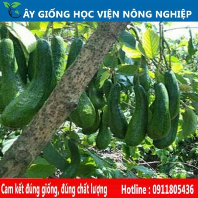 Sản phẩm Cây Ăn Trái cây bơ 034 - cây ăn quả