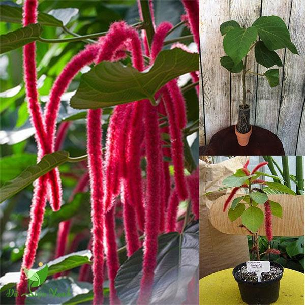 Hạt giống hoa Tai Tượng Đuôi Chồn Đỏ KNS3685 - Gói 30 hạt