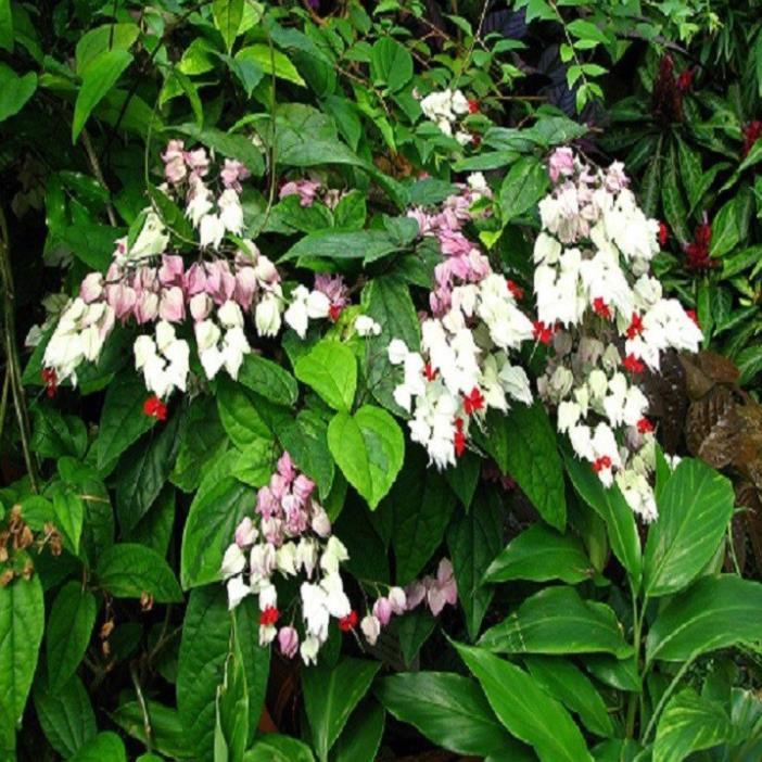 CÂY HOA NGỌC NỮ LỚN