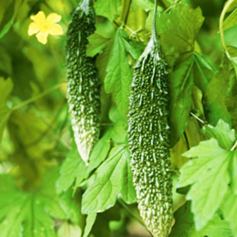 Combo 3 gói Hạt giống khổ qua gai xanh-Gói 10 hạt/tặng kèm gói phân bón lót