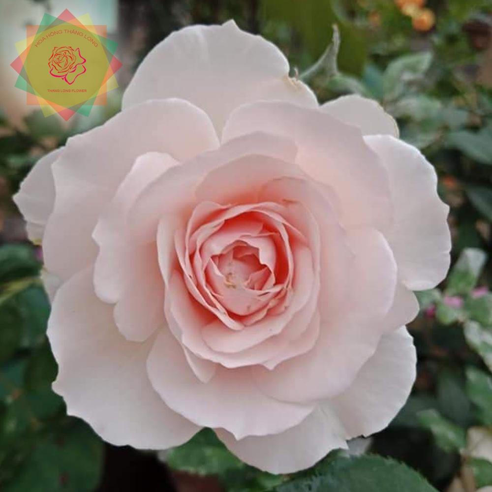 Cây hoa hồng ngoại Misaki trắng tiểu thư (bụi) - Hoa hồng Thăng Long Flower