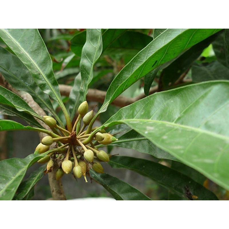 Cây giống trứng gà hay Lêkima.