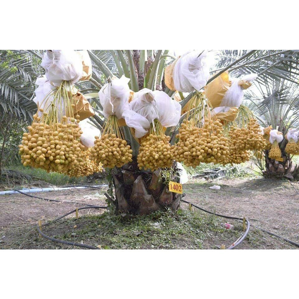 CÂY GIỐNG CHÀ LÀ LÙN SIÊU QUẢ. .