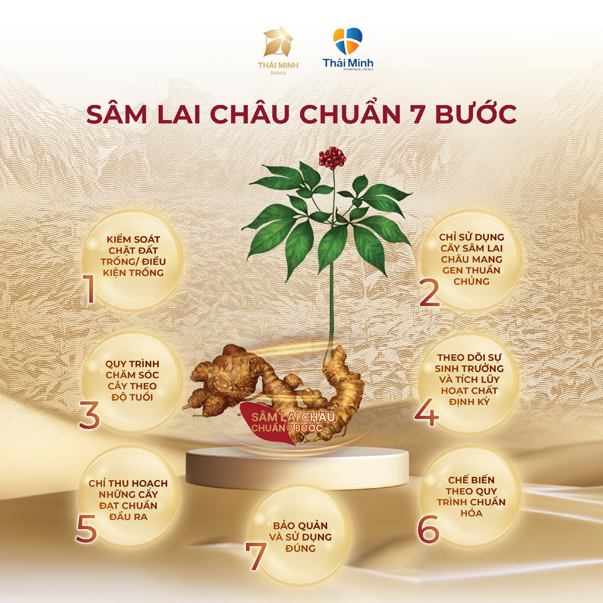 Yến sào Thái Minh - Yến chưng Sâm Lai Châu