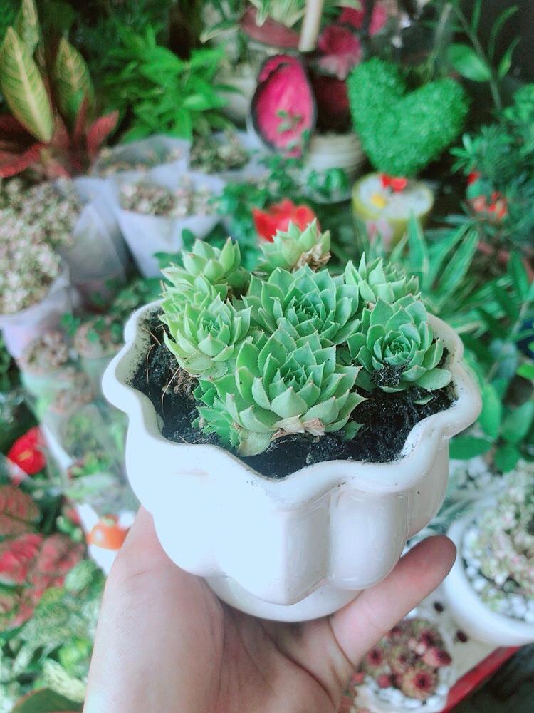 Chậu Sen Phật Bà Xanh