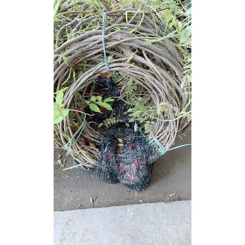 Cây Tử Đằng 5 Cây