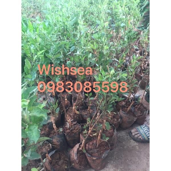 Cây táo đỏ ghép nhập khẩu nguyên bầu