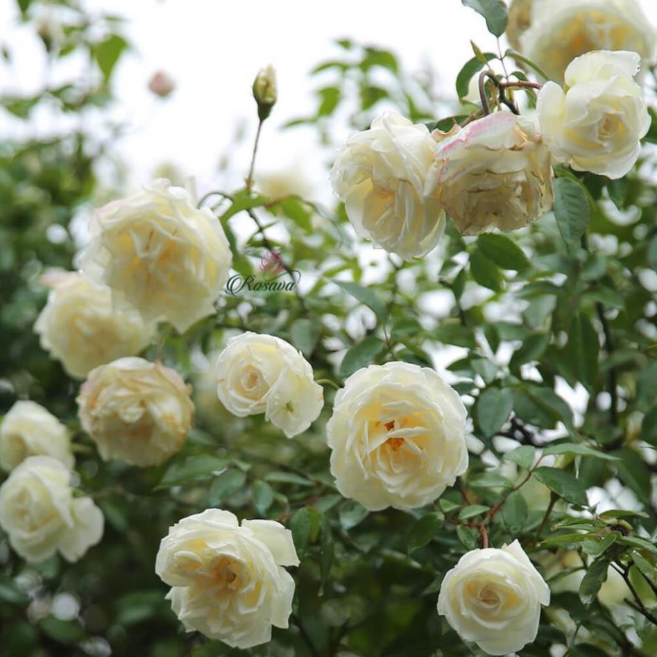 Bầu cây giống hoa hồng CỔ TRẮNG BẠCH XẾP-Giống hồng cổ trắng đẹp và sai hoa
