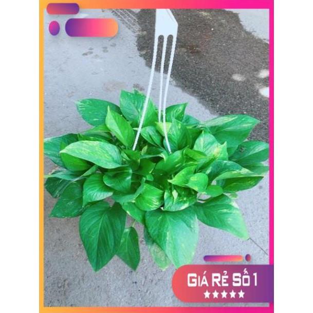 Chậu Trầu Bà Thái Size Đại